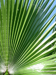 Image showing palm leaf