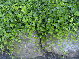 Image showing Ivy and stones