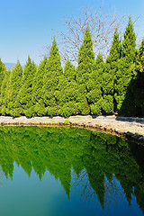 Image showing Pine trees by the lake