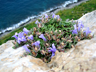 Image showing flower in the tip of the cliff