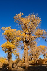 Image showing Little yellow leaves tree