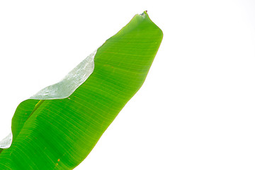 Image showing Banana leaf on white background
