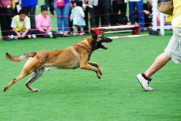 Image showing Police dog chasing robber