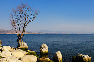 Image showing Tree and stones by the lake