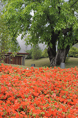 Image showing Flowers in garden