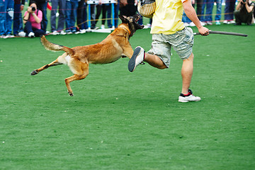 Image showing Police dog