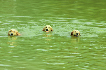 Image showing Three dogs swimming