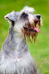 Image showing Miniature schnauzer dog