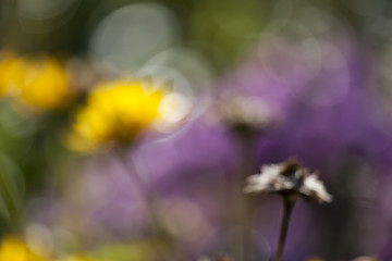 Image showing natural bokeh background