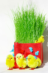 Image showing Colored easter eggs and chickens in green grass with white backg