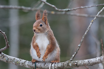 Image showing red squirrel