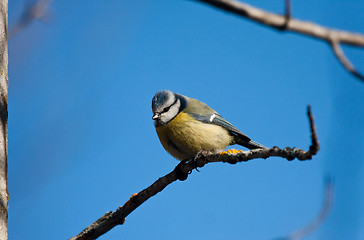 Image showing Blue tit