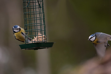 Image showing Blue tits