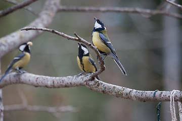 Image showing Trio of great tits