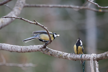 Image showing Great tits