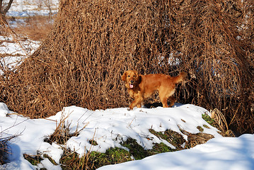 Image showing Dog enjoying at snow