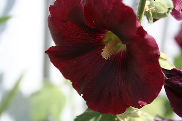 Image showing Hollyhock