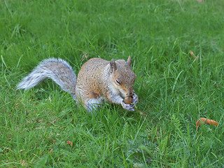 Image showing Squirrel