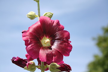 Image showing Red hollyhocks