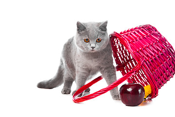Image showing British blue kitten with pink basket on isolated white