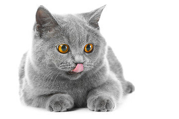 Image showing British blue kitten on isolated white