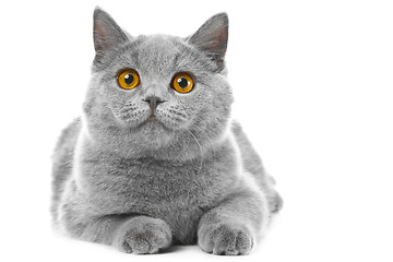 Image showing British blue kitten on isolated white