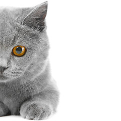 Image showing Half of British Blue kitten