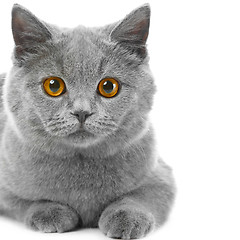 Image showing British blue kitten on isolated white