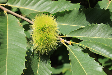 Image showing Castanea sativa