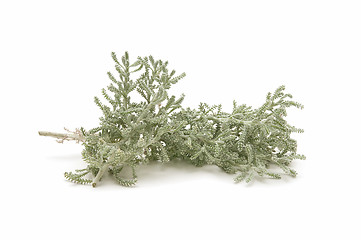 Image showing thyme herb