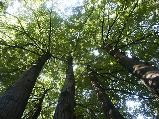 Image showing Crones of trees