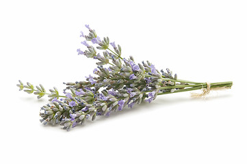 Image showing lavender herb
