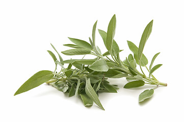 Image showing sage herb