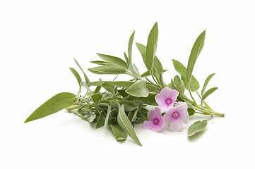 Image showing sage herb