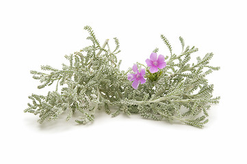 Image showing thyme herb