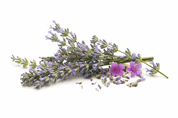 Image showing lavender herb