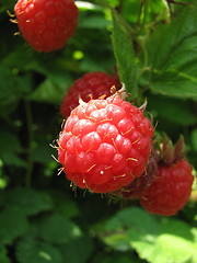 Image showing raspberry