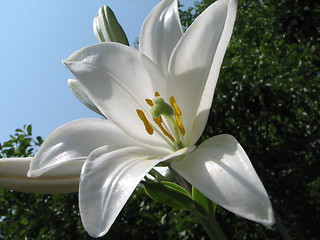 Image showing lily