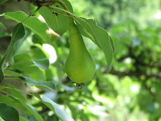 Image showing pear