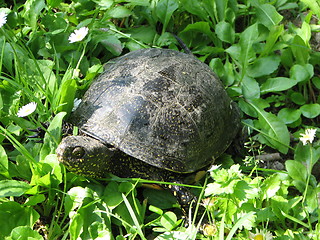 Image showing turtle