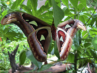 Image showing Attacus Atlas Moth