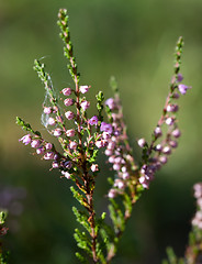 Image showing heather (L. Calluna vulgaris)