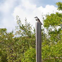Image showing Eastern Kingbird
