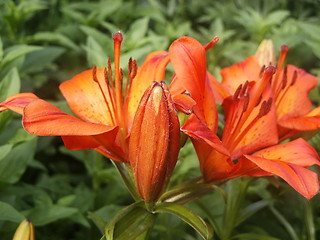 Image showing Lilies