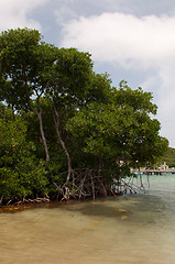 Image showing Red mangrove