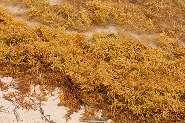 Image showing Seaweed