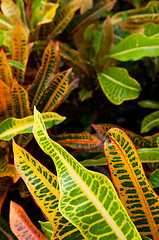 Image showing Croton