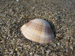 Image showing mussel