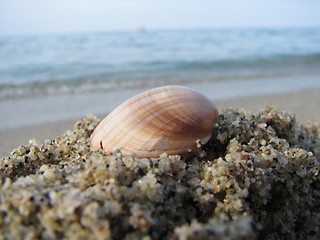 Image showing mussel