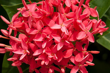 Image showing Ixora